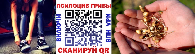 Псилоцибиновые грибы мицелий  дарк нет Telegram  Унеча 